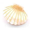 Elegant shell-shaped acetic hair claw clip in creamy white with gold details - White