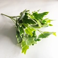 Artificial variegated ivy bush with green heart-shaped leaves and white edges - White-Edged Sweet Potato Leaves