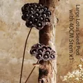Vaina de loto natural seca con tallo de 40 cm para decoración del hogar nórdica - Cápsula de loto grande con tallo de 40 cm