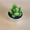 Realistic green succulent cactus candle with yellow tips in a silver aluminum tray - Yellow-Dotted Succulent Style (7)