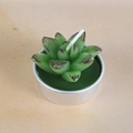 Green succulent plant shaped candle in silver aluminum tin for home decoration - Brown-Tipped Succulent Style (12)