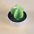 Realistic green cactus succulent candle in a round silver metal aluminum container - Yellow Detailed Cactus (25)