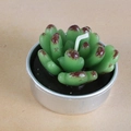 Succulent shaped aromatherapy candle in green with brown tips in a silver metal tin - Red-Tinted Decorated Succulent (28)