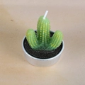 Green cactus succulent craft candle in silver metal base with realistic soil texture - Yellow-Tipped Cactus Style (8)