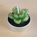 Realistic green succulent candle in a silver metal tin with decorative black soil - Red-Green Transition Succulent (29)