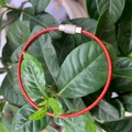 Red coated steel wire keychain ring with a silver knurled screw connector on green leaves - 1.5*150mm / PVC Coated Red