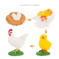 Educatief model dat de vier levensfasen van een haan toont, van ei tot volwassen dier - Realistische Levenscyclus van de Haan (M4202)