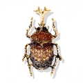 Broche scarabée dorée artistique avec strass ambrés dégradés sur fond blanc épuré - Marron
