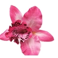Detailed macro view of a vibrant pink and magenta artificial orchid flower head - Pink