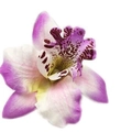 Macro detail of artificial purple and white orchid hair clip with realistic textures - Light Purple