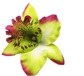 Detail of yellow-green artificial orchid flower hair clip with purple spots and pink edges - Fruit Green