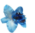 Close-up of blue artificial orchid hair clip with realistic leopard spots detail - Blue