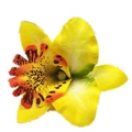 Dettaglio di un fermaglio per capelli con orchidea gialla per vacanze al mare bohémien - Giallo