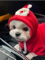 Dettaglio di un cane bianco che indossa una felpa natalizia rossa con ricamo di Babbo Natale - XS / Babbo Natale Rosso