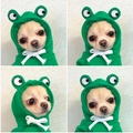 Sudadera con capucha de rana verde para perros y gatos en vellón suave con cordón ajustable - L / Rana verde