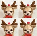 Dettaglio felpa in peluche a renna per cani con corna 3D e decorazione naso rosso - XS / Alce Albicocca con Coulisse
