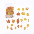 Herfstblad thema PET stickers met esdoorn en ginkgo bladeren voor DIY scrapbooking - Gevallen Bladeren