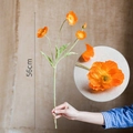 Iceland Poppy - Orange Total Length 56cm
