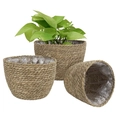 Set of 3 natural woven grass planters in various sizes with plastic lining and green plant - Set of 3 Natural S/M/L