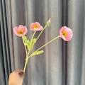 Red Bean Paste-colored Poppies