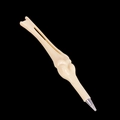 Novelty bone-shaped ballpoint pen in cream white finish for students and gifts - Style B (Joint Bone) - Blue Ink