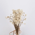 Dried white star flower bouquet in a gold wire holder for DIY aromatherapy decor - White