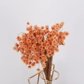 Dried small star flowers in orange bundle with golden geometric vase on white background - Orange