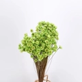 Bunch of dried green star flowers for DIY floral arrangements and aromatherapy - Green