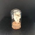 Spécimen de cristal de quartz dans un bocal en verre avec base en liège décoratif - Citrine du Brésil