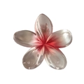 Pink and white gradient translucent resin frangipani hair claw clip with glossy finish - Pearly Plumeria Claw [Red]