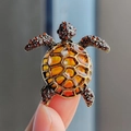 Vista detallada del broche de tortuga con esmalte ámbar y diamantes de imitación - Champán