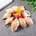 Detailed view of natural conch shell whistles hanging on a colorful braided rope - Watermelon Shell Whistle