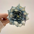 Blue Rose Flower Duckbill Clip (24)