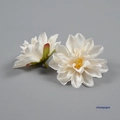 Champagne / The Flower Is About 8cm In Diameter.