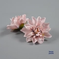 Dust Rose / The Flower Is About 8cm In Diameter.