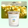 Osmanthus Platinum Flower Hometown 190 G