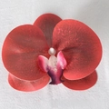 Pellicola 3D Rosso N. 2 (Grande)