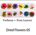 Detailed view of 12-color dried flowers and fern leaves in a clear storage box for nail art - Dried Flowers-05 (Verbena/Fern)