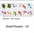 Macro detail of 12-slot box with colorful dried sweet alyssum and fern leaves for nail art - Dried Flowers-14 (Lobularia Maritima/Fern)