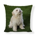 Plush decorative linen cushion cover featuring a cute white dog print on green grass - Square (No Insert) / White Maltese on Grass Style (AB6821-10)