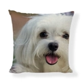 Linen cushion cover featuring a cute white long-haired Maltese puppy dog print - Square (No Insert) / White Long-haired Dog Front View Style (AB6821-13)