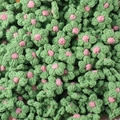 Macro detail of hand-knitted green flowers with pink centers made of soft woolen yarn - Green Puff Flower