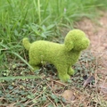 Cute Puppy