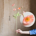 Iceland Poppy - Pink Total Length 56cm