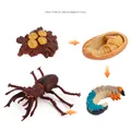 Educational 4-stage life cycle model of a stag beetle from egg to adult insect - Stag Beetle Life Cycle Style 1