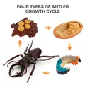 Educational stag beetle life cycle model set featuring egg, larva, pupa, and adult stages - Stag Beetle Life Cycle Style 2