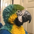 Realistic macaw parrot head mask with blue and yellow feathers for Halloween cosplay - Simulated Parrot