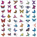 Detailed sheet of waterproof colorful butterfly temporary tattoos on white background - 50 Sheets Butterfly Set