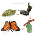 4-piece butterfly life cycle model set showing egg, larva, pupa, and adult monarch butterfly - Butterfly Life Cycle