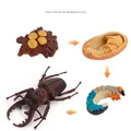 Educational stag beetle life cycle set including egg, pupa, larva and adult stages - Stag Beetle Life Cycle Style 3